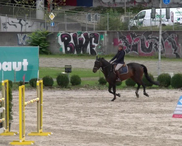 Reitturnier Basel 2024
