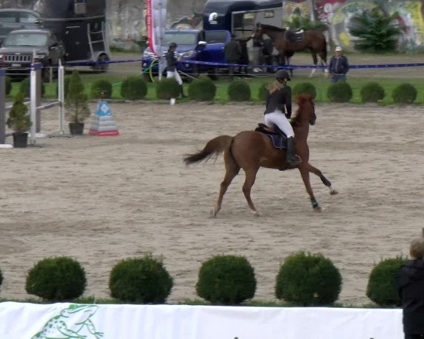 Reitturnier Basel 2024