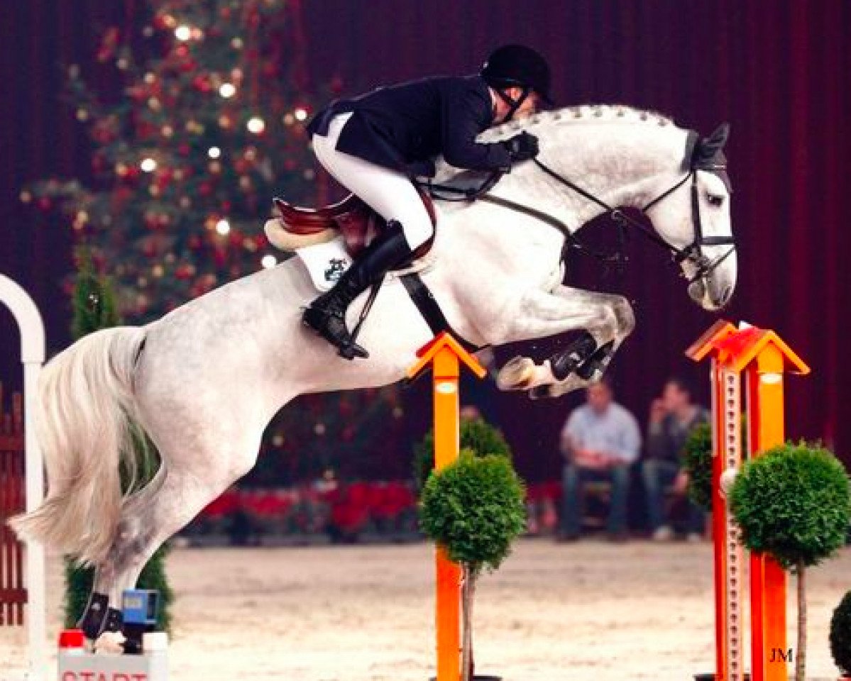Deckhengst Campbell VDL (Holsteiner, 2004, von Cassini I)