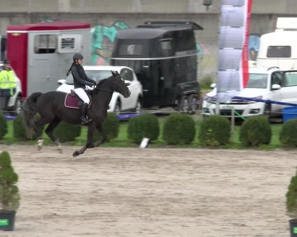 Reitturnier Basel 2024