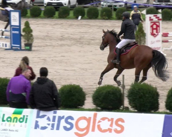 Reitturnier Basel 2024