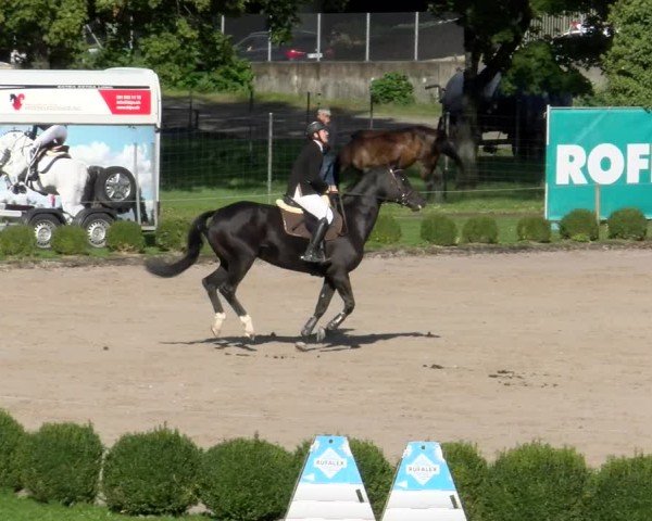 Reitturnier Basel 2024