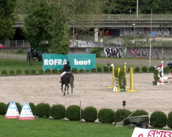 Reitturnier Basel 2024