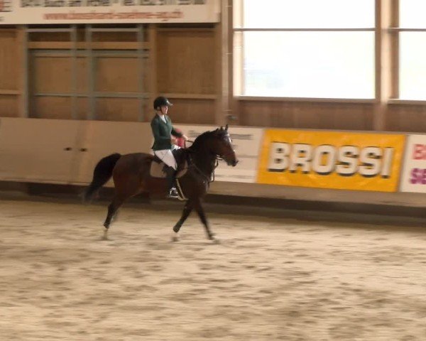 Reitturnier Winterthur 2024