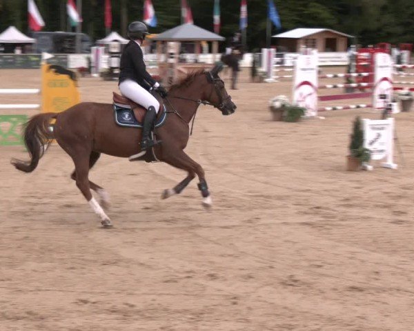 Reitturnier Ranshofen - Braunau am Inn 2024