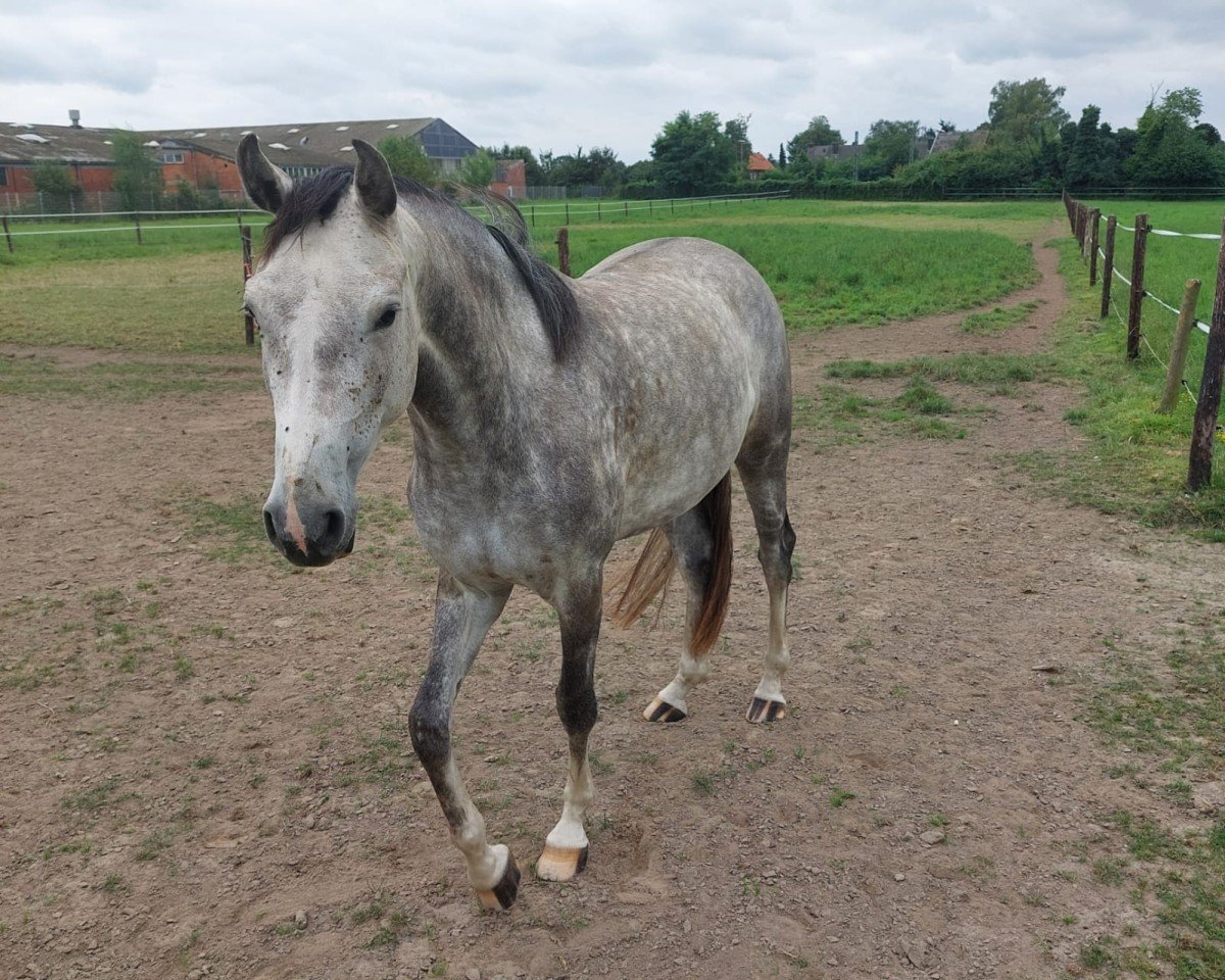 horse Quabrina B (Holsteiner, 2021, from Quabrie)