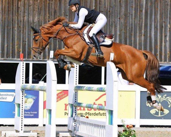jumper Ramira W (Hanoverian, 2019, from Cascadello) jumper Ramira W (Hanoverian, 2019, from Cascadello)