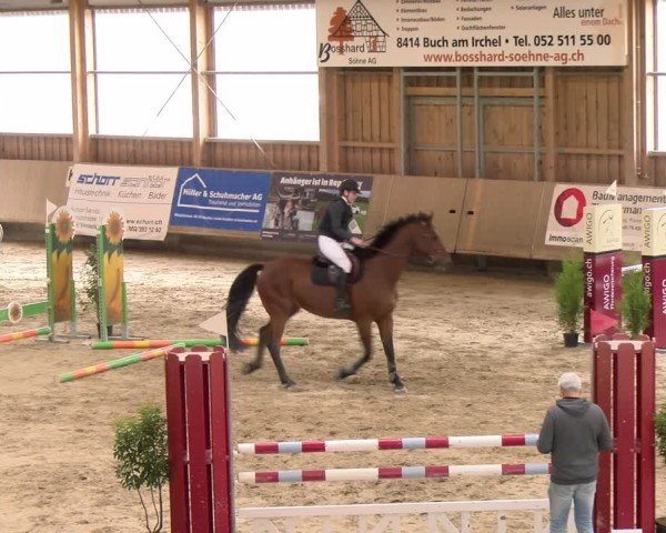 Reitturnier Winterthur 2024