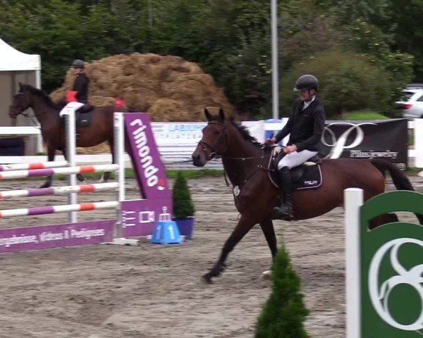 Reitturnier Mildstedt - Jumping Team Nord - 2024