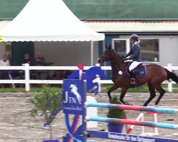 Reitturnier Mildstedt - Jumping Team Nord - 2024