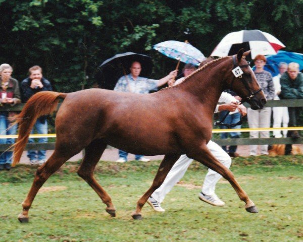 broodmare Rosita (Nederlands Rijpaarden en Pony, 1992, from Apollo) broodmare Rosita (Nederlands Rijpaarden en Pony, 1992, from Apollo)