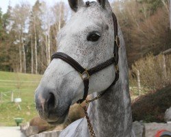 broodmare Chin Tonic 4 (Holsteiner, 2012, from Chin Champ)