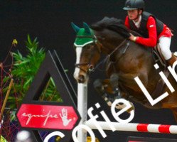 jumper Miss Cocktail (Swedish Warmblood, 2002, from VDL Cardento 933)