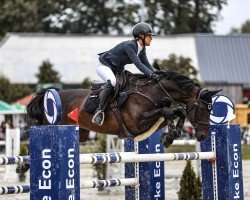 jumper Sitara 16 (Hanoverian, 2012, from Stakkato)