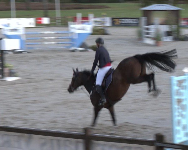 Reitturnier Westergellersen 2024