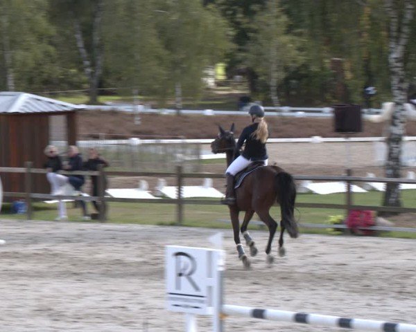 Reitturnier Westergellersen 2024