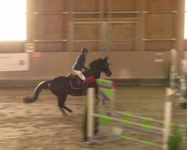 Reitturnier Winterthur 2024