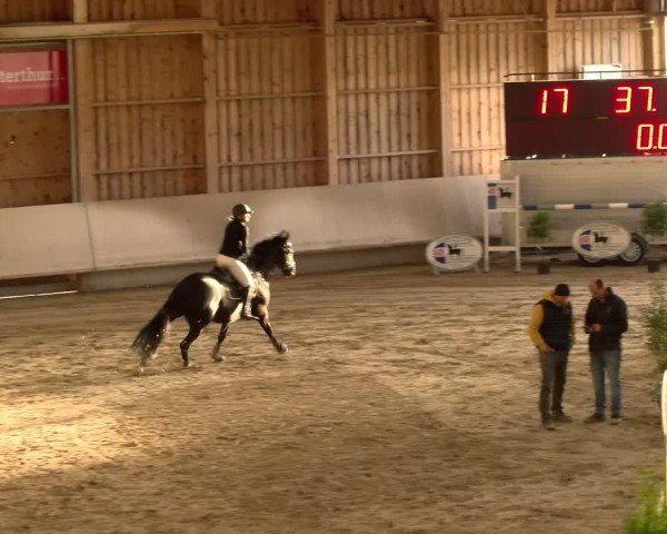 Reitturnier Winterthur 2024
