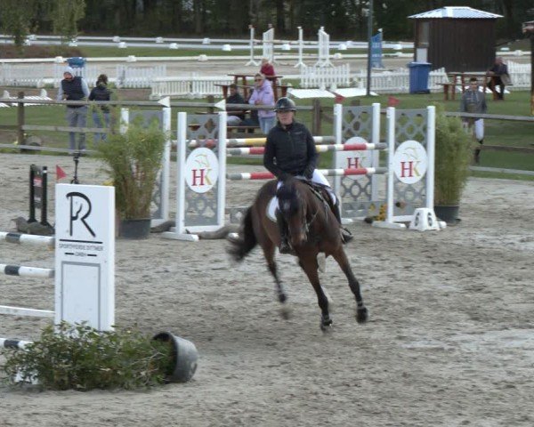 Reitturnier Westergellersen 2024