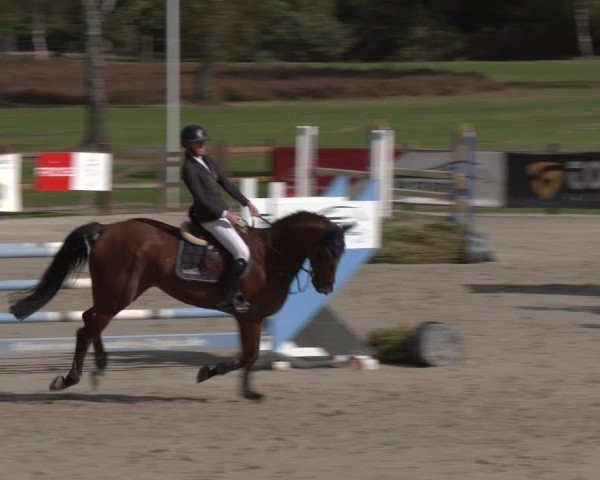 Reitturnier Westergellersen 2024
