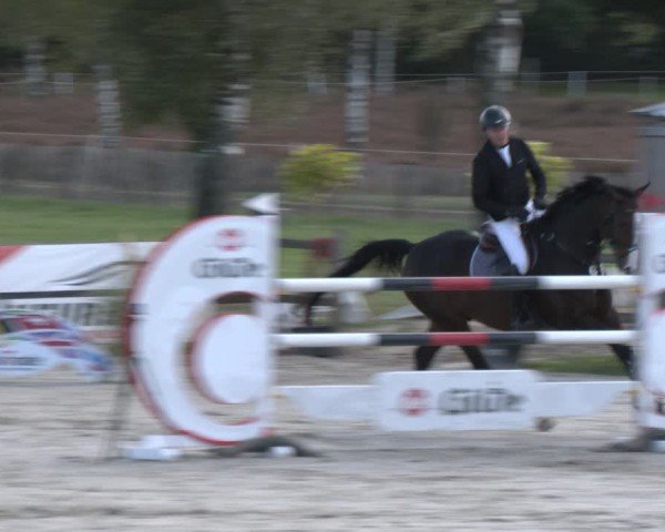 Reitturnier Westergellersen 2024