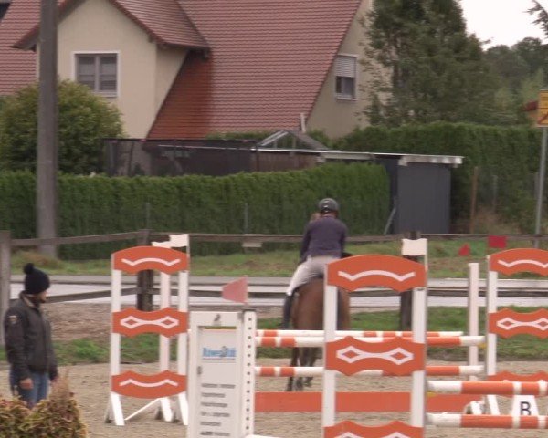 Reitturnier Poxdorf/Ofr 2024