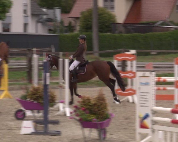 Reitturnier Poxdorf/Ofr 2024
