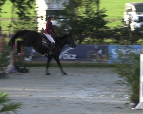 Reitturnier Westergellersen 2024