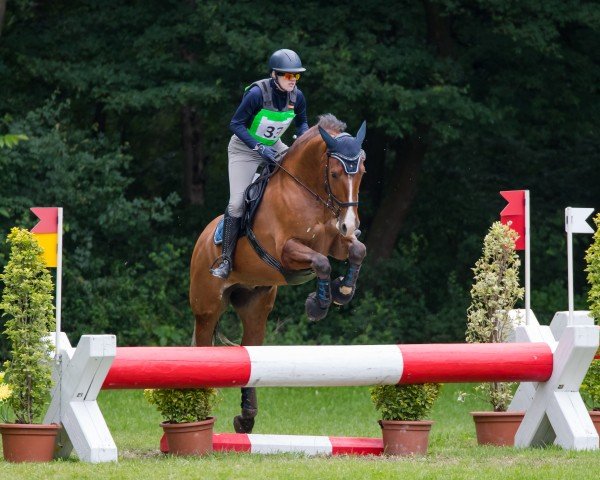 Jumper Volcan des Maichieres (Freiberger, 2017, from Voyou III CH)