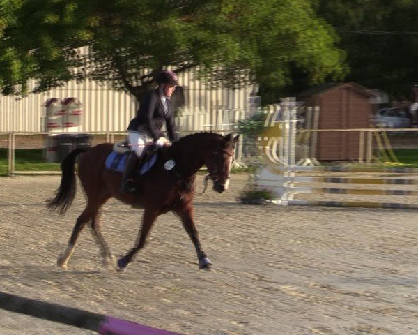 Reitturnier Springe 2024
