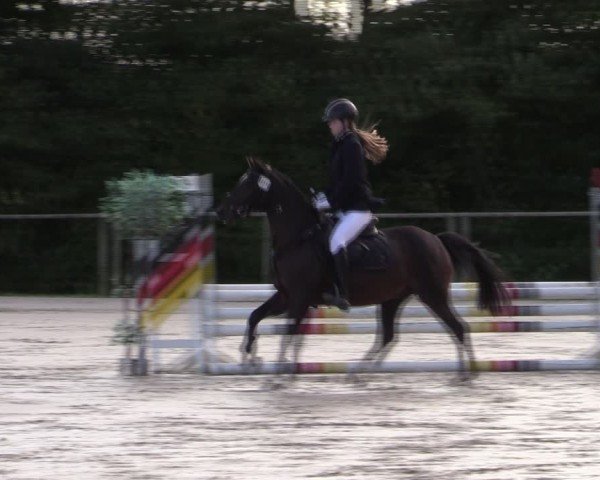 Reitturnier Springe 2024