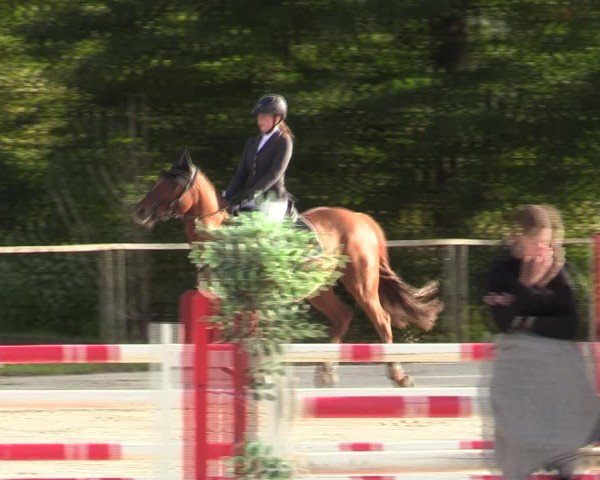Reitturnier Springe 2024