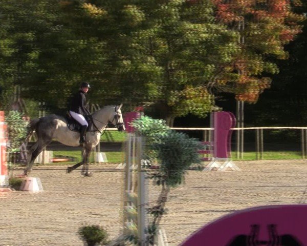Reitturnier Springe 2024