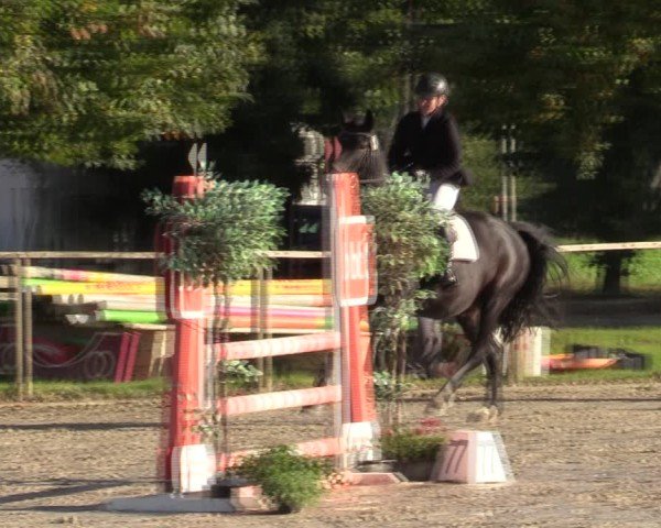Reitturnier Springe 2024