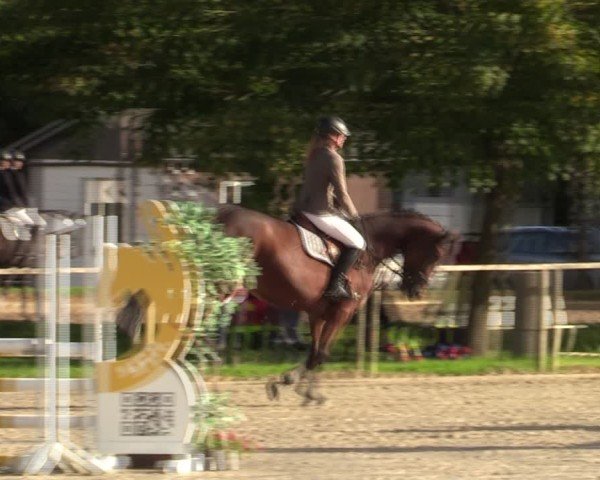 Reitturnier Springe 2024