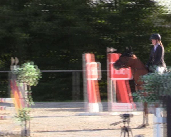 Reitturnier Springe 2024