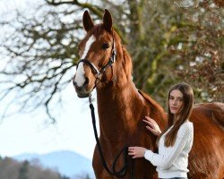 jumper Eskers Skyboy Quality (Irish Sport Horse, 2017, from Obos Quality)
