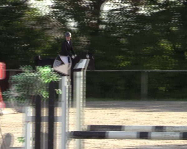 Reitturnier Springe 2024