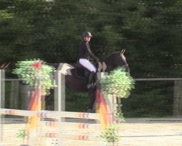 Reitturnier Springe 2024