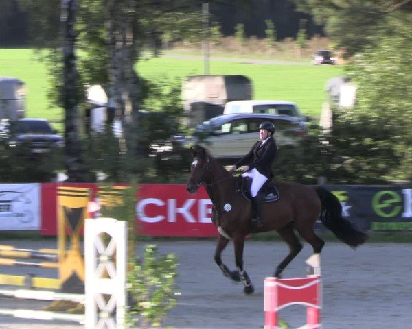 Reitturnier Westergellersen 2024