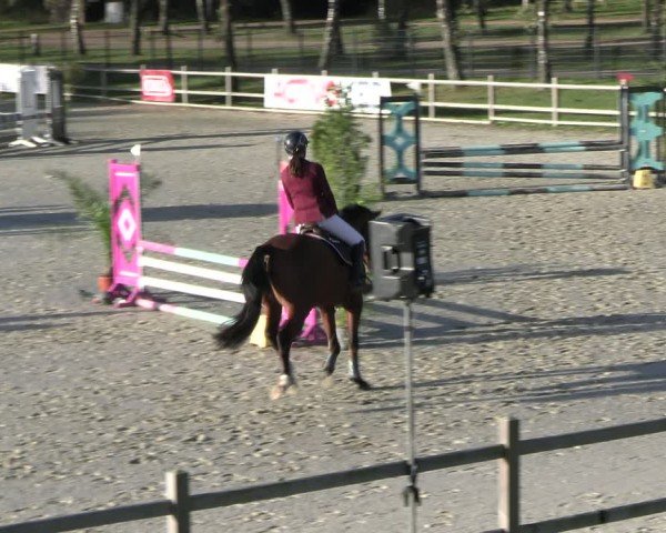 Reitturnier Westergellersen 2024