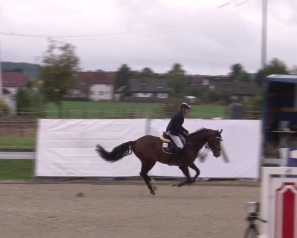Reitturnier Poxdorf/Ofr 2024