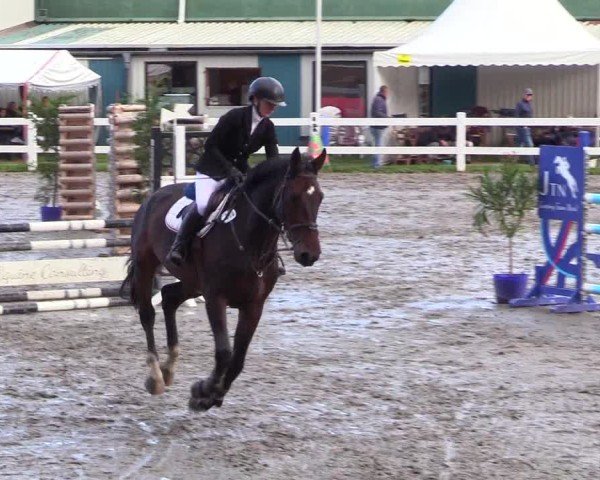 Reitturnier Mildstedt - Jumping Team Nord - 2024