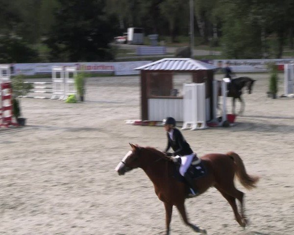 Reitturnier Westergellersen 2024