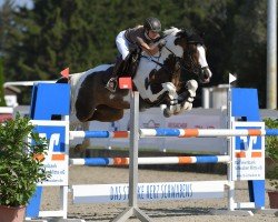 jumper G's Born to Remember (Belgian Warmblood, 2012, from Best Man Z)