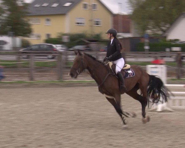 Reitturnier Poxdorf/Ofr 2024