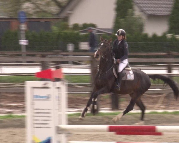 Reitturnier Poxdorf/Ofr 2024