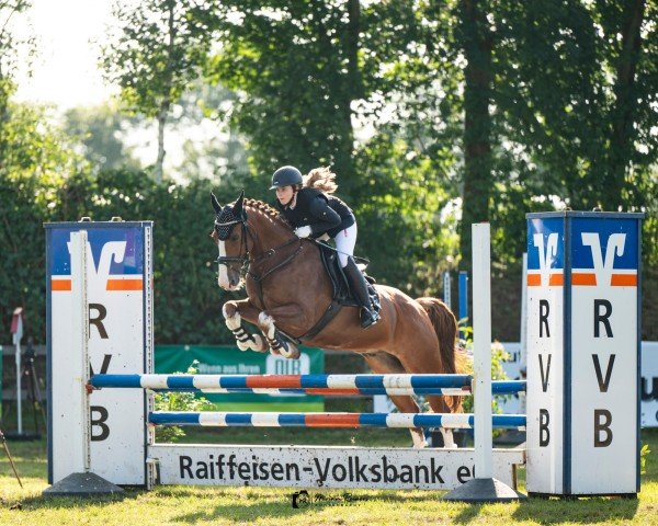 jumper Findus 177 (KWPN (Royal Dutch Sporthorse), 2012)