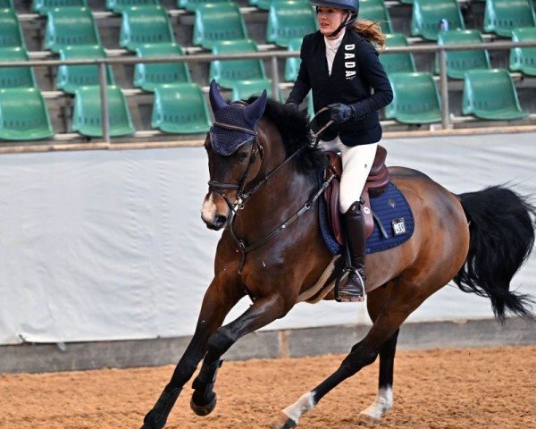Springpferd THE DANCER Z (Zangersheide Reitpferd, 2015, von Taloubet Z)