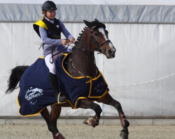 jumper Taveta Hs (German Sport Horse, 2005, from Conteur) jumper Taveta Hs (German Sport Horse, 2005, from Conteur)